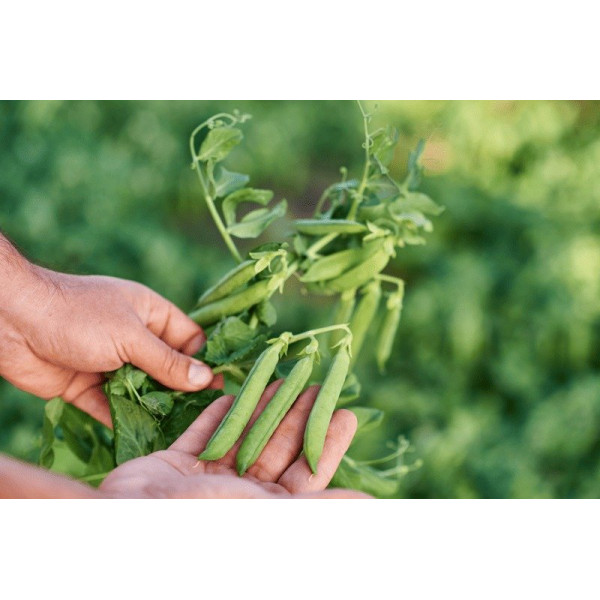 Грюнді — горох пізній (Syngenta)