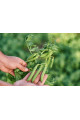 Грюнді — горох пізній (Syngenta)