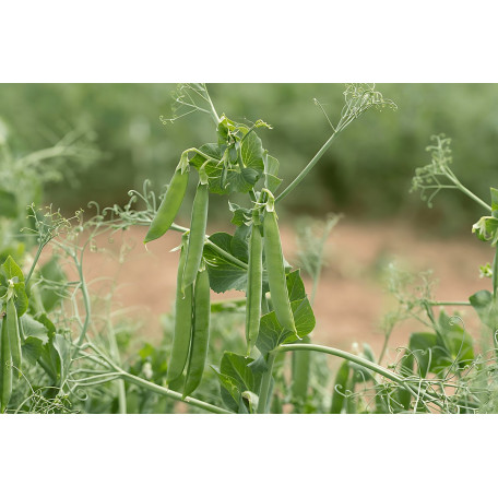 Ідалго — горох ранній (Syngenta)