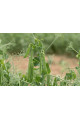 Ідалго — горох ранній (Syngenta)