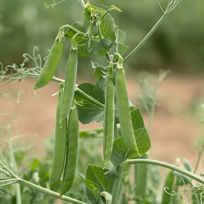 Ідалго — горох ранній (Syngenta)