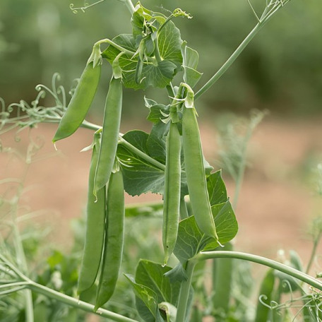 Ідалго — горох ранній (Syngenta)