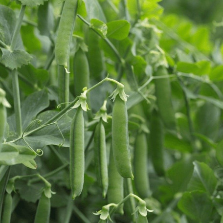 Ламбадо — горох ранній (Syngenta)