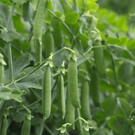 Ламбадо — горох ранній (Syngenta)
