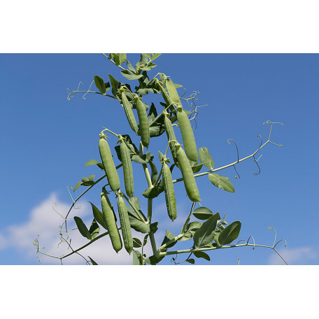 Ларанго — горох ранній (Syngenta)