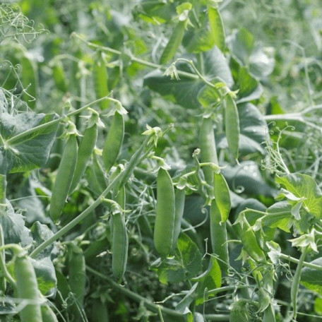 Преладо — горох ультраранній (Syngenta)