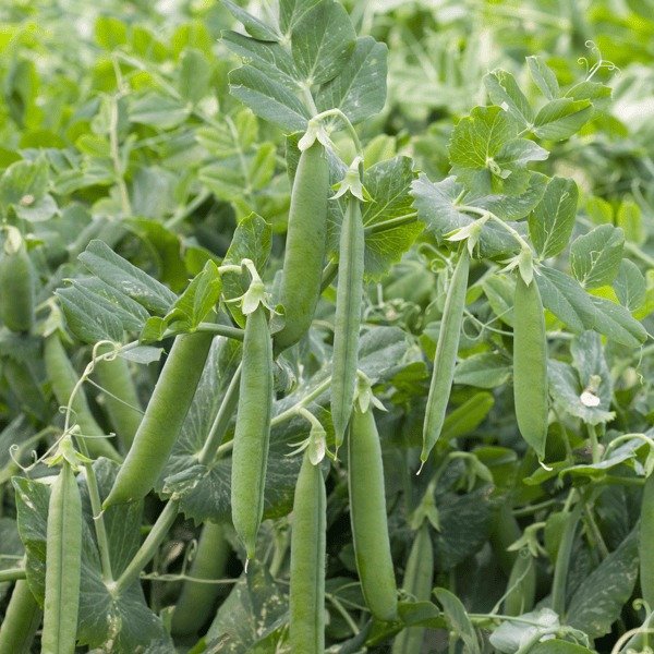 Сомервуд — горох середньопізній (Syngenta)