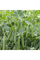 Сомервуд — горох середньопізній (Syngenta)