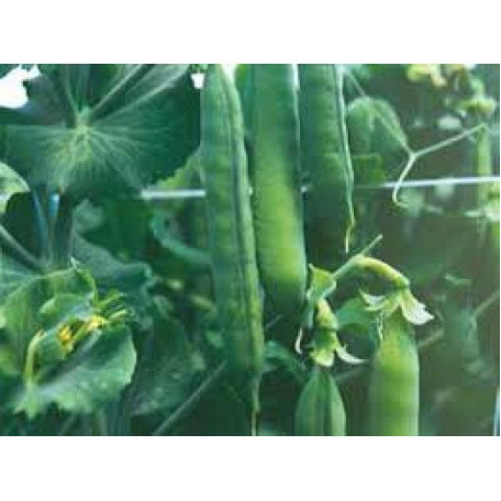 Вальверде — горох пізній (Syngenta)