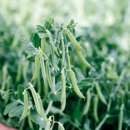 Зонда — горох середньостиглий (Syngenta)
