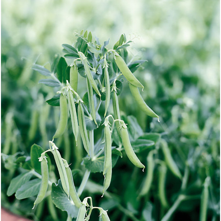 Зонда — горох середньостиглий (Syngenta)