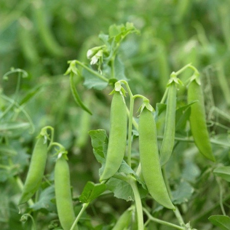 Зонверт — горох середньопізній (Syngenta)