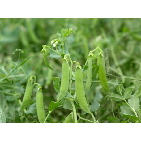Зонверт — горох середньопізній (Syngenta)