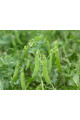 Зонверт — горох середньопізній (Syngenta)