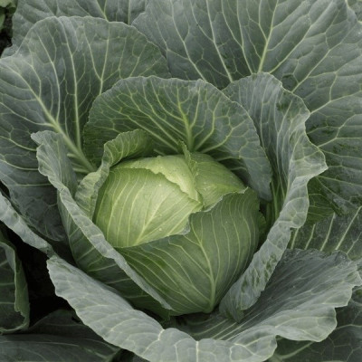 Глорія Стар F1 — капуста б/г середньорання (Syngenta)