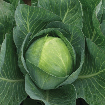 Продікос F1 — капуста б/г пізня (Syngenta)