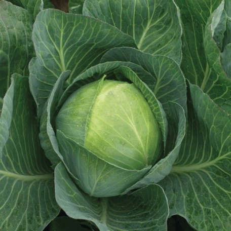Продікос F1 — капуста б/г пізня (Syngenta)