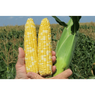 БСС1075 F1 — кукурудза цукрова рання (Syngenta)