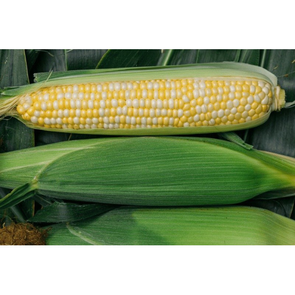 БСС1075 F1 — кукурудза цукрова рання (Syngenta)