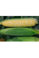 БСС1075 F1 — кукурудза цукрова рання (Syngenta)