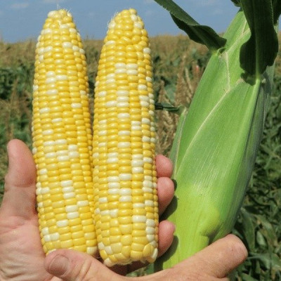 БСС1075 F1 — кукурудза цукрова рання (Syngenta)
