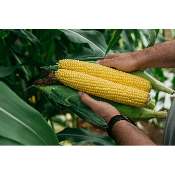Фаєстар F1 — кукурудза солодка середньопізня (Syngenta)