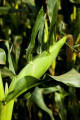 ГСС3071 F1 — кукурудза солодка середньостигла (Syngenta)