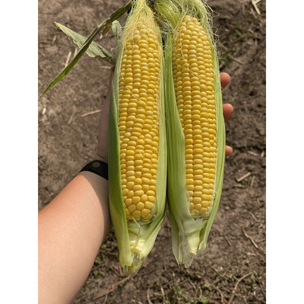 ГСС3071 F1 — кукурудза солодка середньостигла (Syngenta)