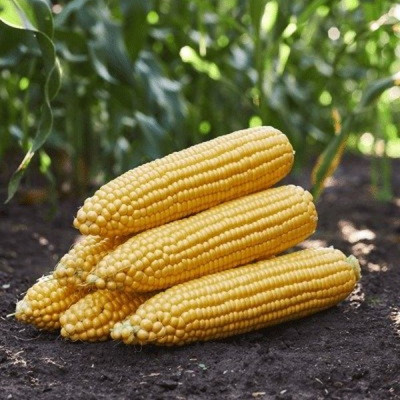 ГСС3071 F1 — кукурудза солодка середньостигла (Syngenta)