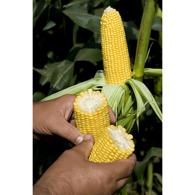 ГСС5649 F1 — кукурудза цукрова рання (Syngenta)