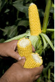 ГСС5649 F1 — кукурудза цукрова рання (Syngenta)