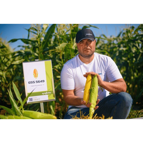 ГСС5649 F1 — кукурудза цукрова рання (Syngenta)