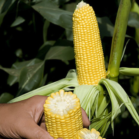 ГСС5649 F1 — кукурудза цукрова рання (Syngenta)