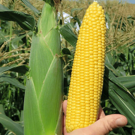 Хайглоу52 F1 — кукурудза солодка середньостигла (Syngenta)