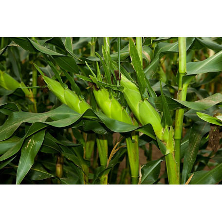 Мореланд (ГСС 1453) F1 — кукурудза солодка пізня (Syngenta)