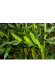 Мореланд (ГСС 1453) F1 — кукурудза солодка пізня (Syngenta)