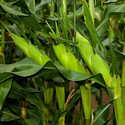 Мореланд (ГСС 1453) F1 — кукурудза солодка пізня (Syngenta)