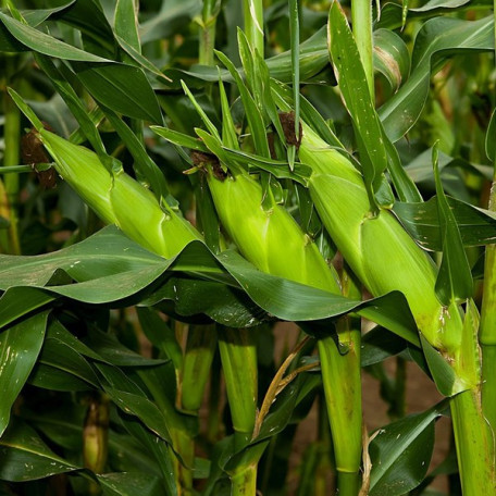 Мореланд (ГСС 1453) F1 — кукурудза солодка пізня (Syngenta)