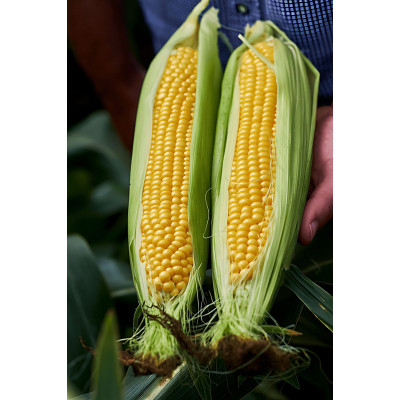 Шайнрок F1 — кукурудза солодка пізня (Syngenta)
