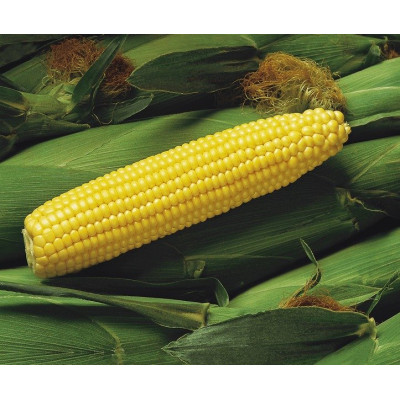 Спіріт F1 — кукурудза солодка ультрарання (Syngenta)