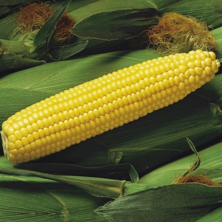 Спіріт F1 — кукурудза солодка ультрарання (Syngenta)