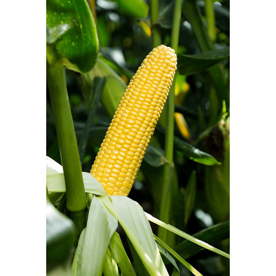 Стронгстар F1 — кукурудза цукрова рання (Syngenta)