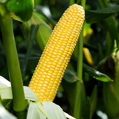 Стронгстар F1 — кукурудза цукрова рання (Syngenta)