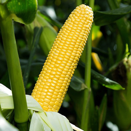 Стронгстар F1 — кукурудза цукрова рання (Syngenta)