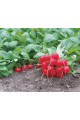 Донар F1 — редис ранній 23–25 дн. (Syngenta)