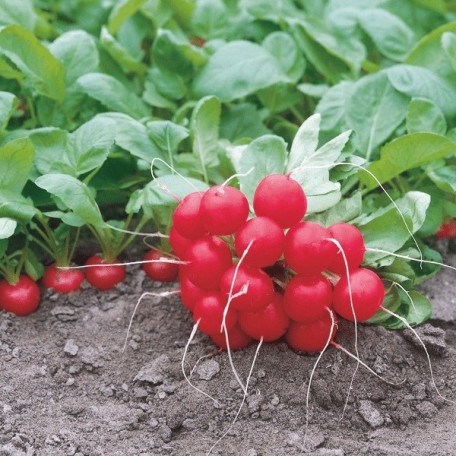 Донар F1 — редис ранній 23–25 дн. (Syngenta)