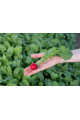 Цесар F1 — редис ранній (Syngenta)