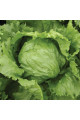 Айс сіркл — салат типу Айсберг зелений (Syngenta)