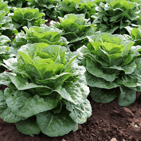 Тіпікал — салат типу Ромен насичено зелений (Syngenta)