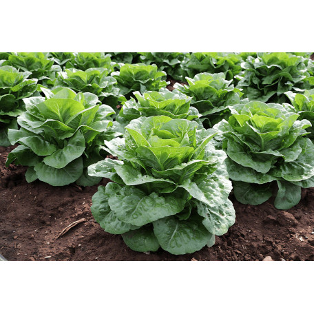 Тіпікал — салат типу Ромен насичено зелений (Syngenta)